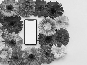 Flowers, gerberas, mobile phone, color