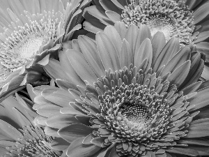 Pink, gerberas