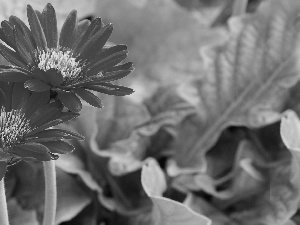 Red, gerberas