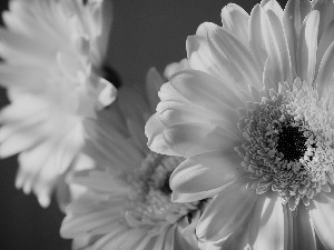 Three, gerberas