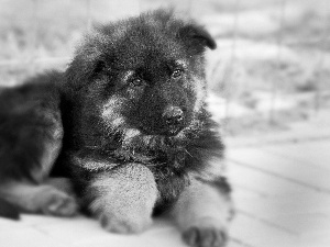 honeyed, sheep-dog, german, Puppy