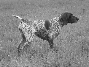 adult, German Shorthaired Pointer