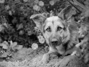 garden, sheep-dog, german