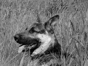 grass, sheep-dog, german