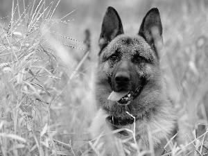 grass, sheep-dog, german