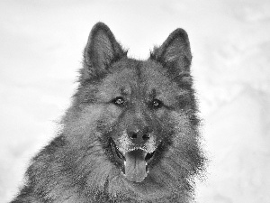 Tounge, sheep-dog, german