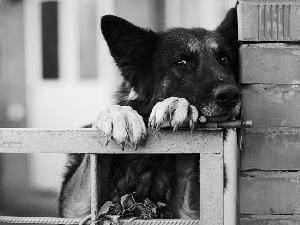 wall, sheep-dog, german