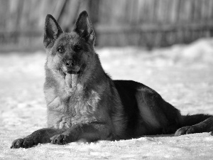 German Shepherd, winter