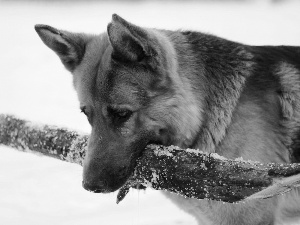 stick, dog, German Shepherd