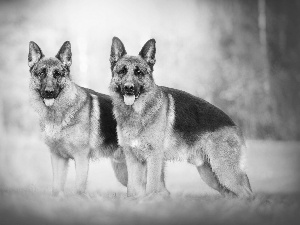 Two cars, German Shepherds