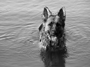 German Shepherd, water