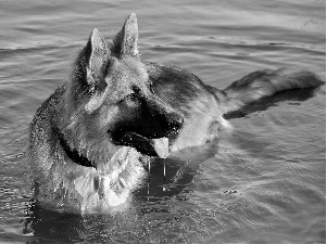 German Shepherd, water