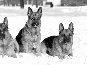 winter, Shepherds, German, Three