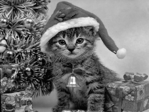 small, christmas tree, gifts, kitten