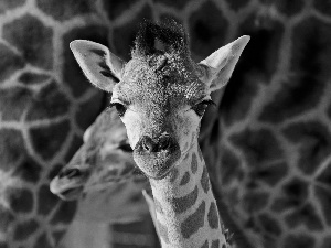 small, giraffe