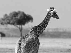 giraffe, savanna, trees