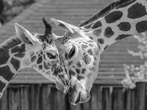 Two, giraffe