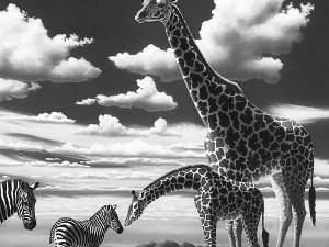 zebra, giraffe