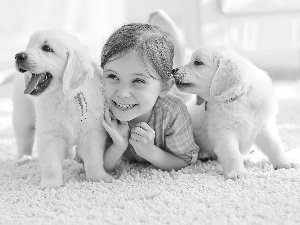 Two cars, smiling, puppies, Golden Retriever, White, girl