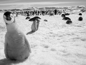 penguin, snow