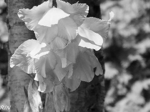 Coral, gladioli