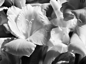 Yellow, Gladioli