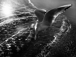 seagull, sea, glamour, hunting