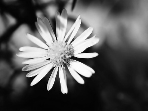 White, daisy, glamour, Flower