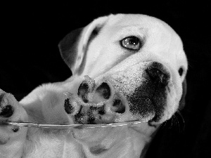 White, feet, glass, doggy