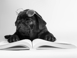 Glasses, dog, Book