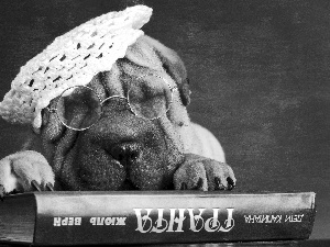 Glasses, Book, Shar, Pei, puppie