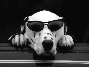 Dalmatian, Glasses