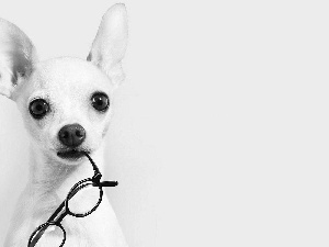 Glasses, White, doggy