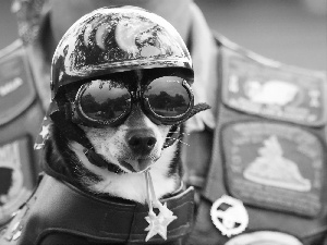 Glasses, dog, helmet