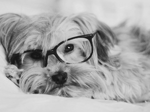 Yorkshire Terrier, dog, Glasses