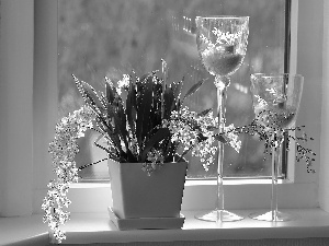 glasses, orchids, Window