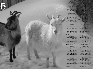 Calendar, Goats