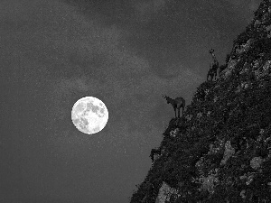 Goats, moon, Mountains