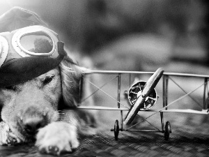 Golden Retriever, Little Plane, Hat, goggles, dog