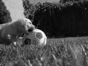 Golden Retriever, Ball