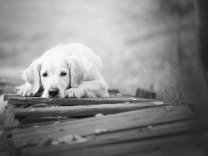 Golden Retriever, bridge