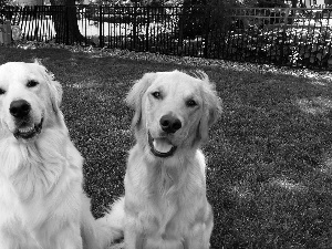 Dogs, golden