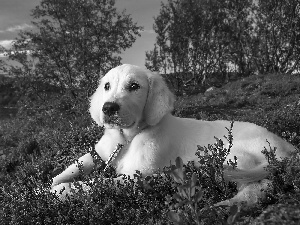 lake, dog, Golden Retriever