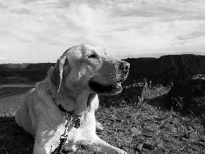 dog, Labrador Retriever