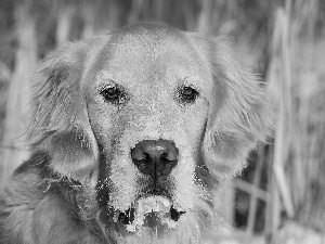 muzzle, dog, Golden Retriever