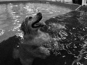 Pool, swimming, Golden Retriever