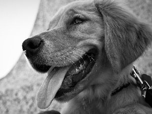 Golden Retriever, Tounge