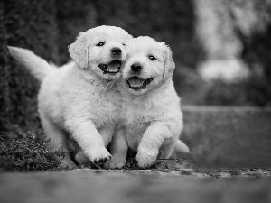 puppies, Dogs, Golden Retrievery, Two cars