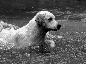 wet, golden