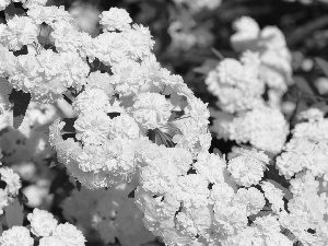 Goose, White, flowers